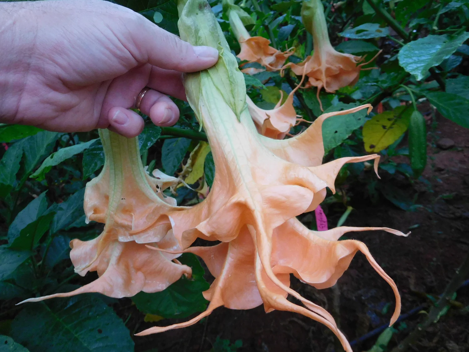 Angels Sunexplosion Brugmansia PLANT — Angel Trumpet Nursery LLC